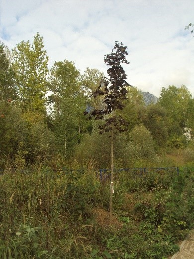 Посадка красного клена