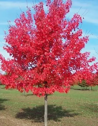 Клён красный