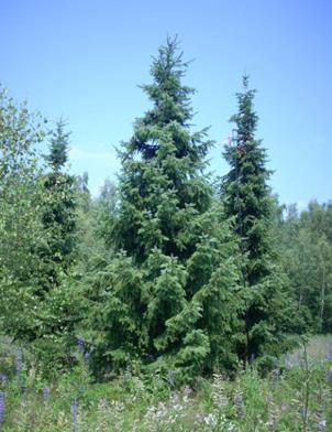 Ель голубая высота 8 – 10 метров